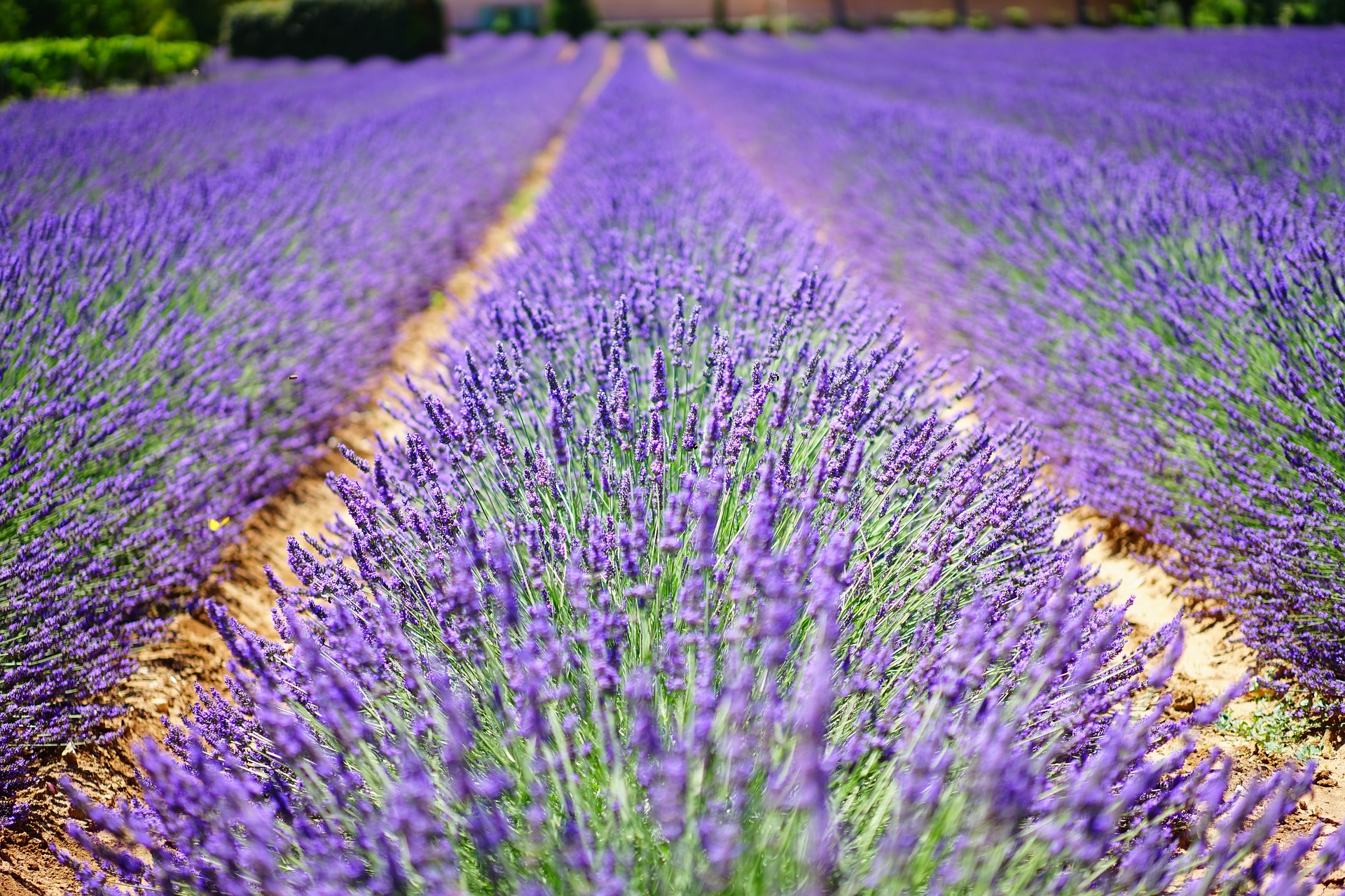 Lavender Field