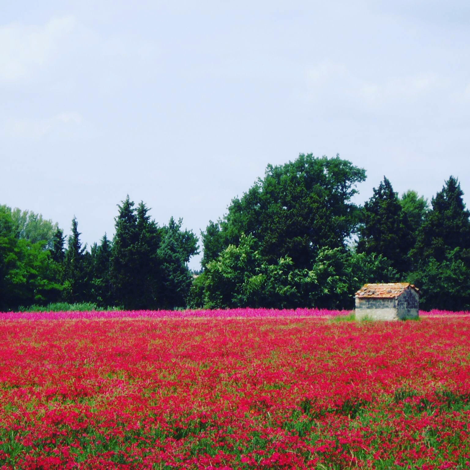 poppy field in France