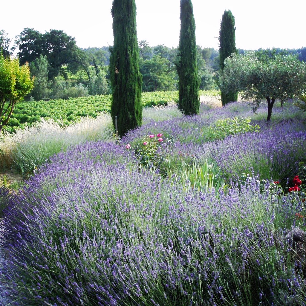 Lavender Provence Travel Guide 