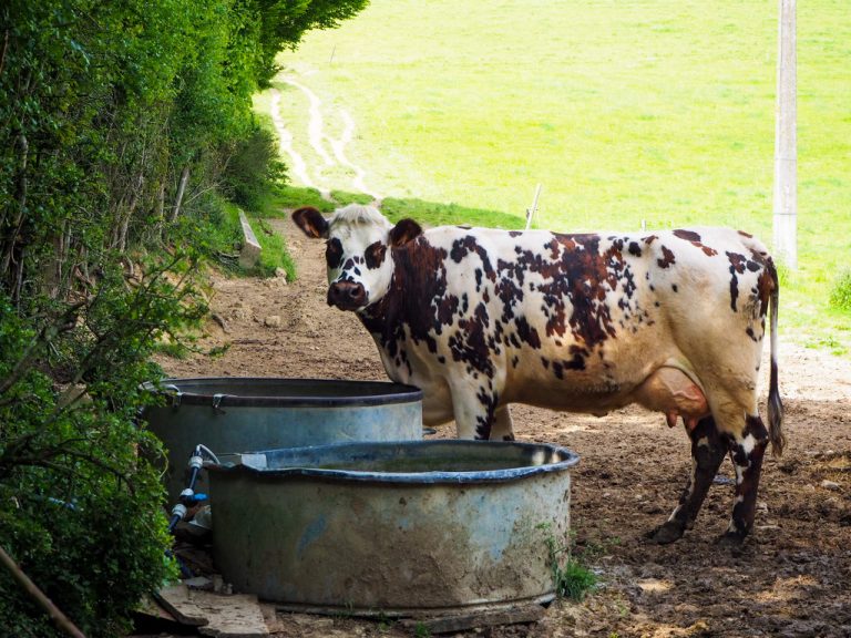Normandy France Countryside Cow