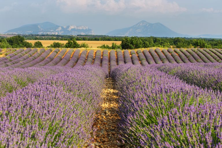 Lavender field near Saint Jurs, Provence Travel Guide