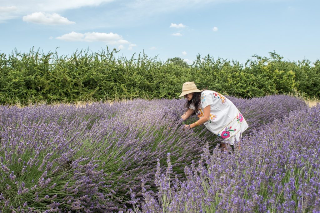 Elsa in a lavender field